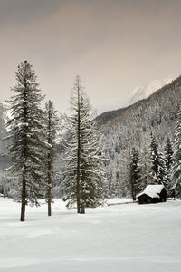 Trees on snow covered field against sky