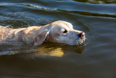 Dog swimming in lake