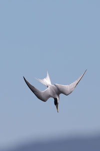 Low angle view of seagull flying in sky