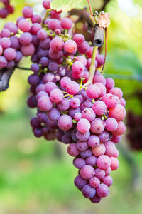 Close-up of grapes growing in vineyard