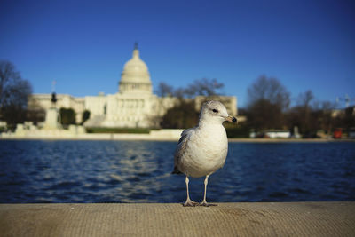 Close-up of seagull perching against clear sky in front of the capitol building, washington, dc, usa