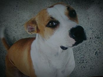 Close-up portrait of dog