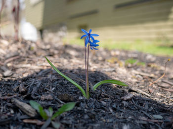 Close-up of small plant growing on field