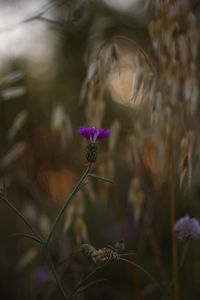 Close-up of purple flowering plant on field