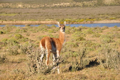 Full length of guanaco standing on field