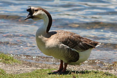 Swan goose eats grass along the beach. gray body, black mouth, black nails, long neck.