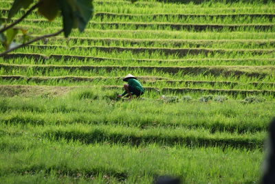 Man working in rice paddy