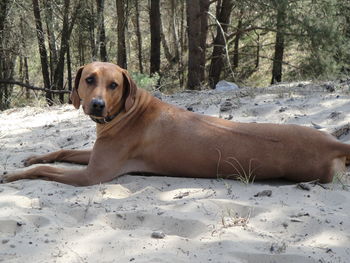 Portrait of dog on sand