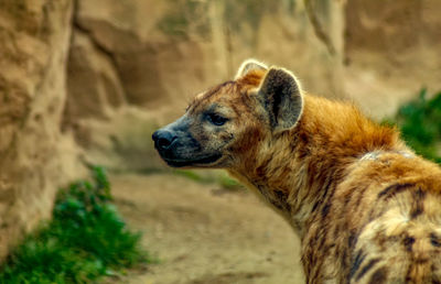 Lion looking away