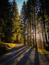 Road amidst trees in forest