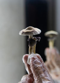 Close-up of hand holding mushroom