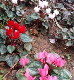 Close-up of red flowers blooming outdoors