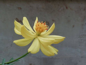 Close-up of yellow flowering plant