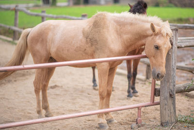 Horse standing in ranch