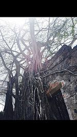 Low angle view of tree against sky