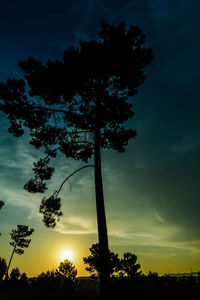 Low angle view of silhouette trees against sky during sunset