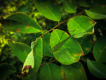 Close-up of green leaves on plant