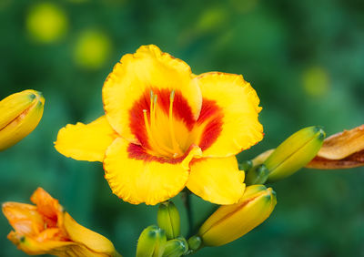 flowering plant