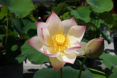 Close-up of lotus 