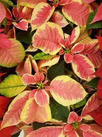 Full frame shot of plants