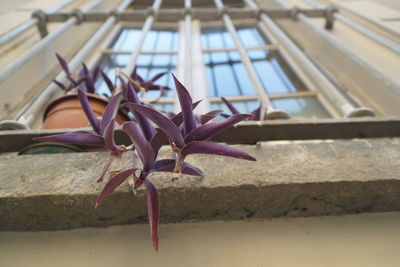 Close-up of pink flower