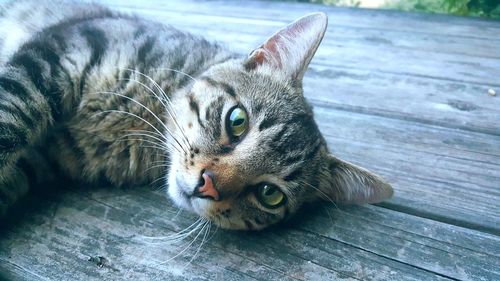 Close-up portrait of cat relaxing on boardwalk