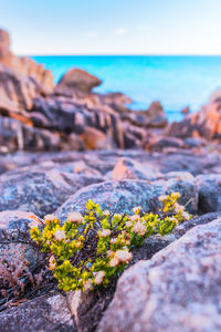 Close-up of lichen on rock in sea against sky