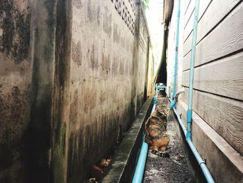 View of cat on wall