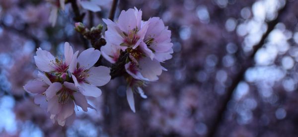 Close-up of pink flowers blooming on tree