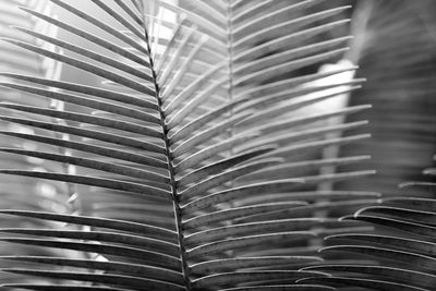 Full frame shot of palm leaf