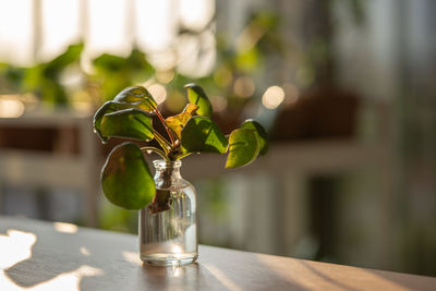 Close-up of drink on table