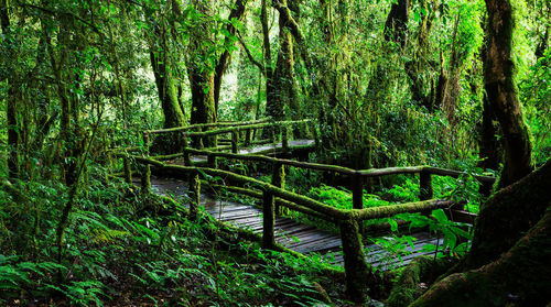 Trees in forest