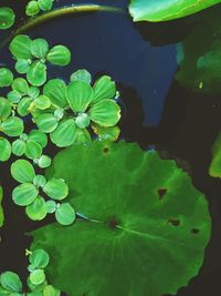 High angle view of water lily in lake