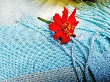 High angle view of red flower on blue floor