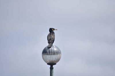 Close-up of bird perching on metal against sky