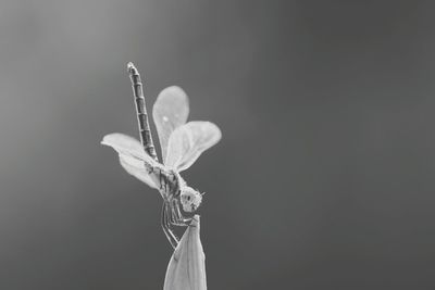 Close-up of flower against black background
