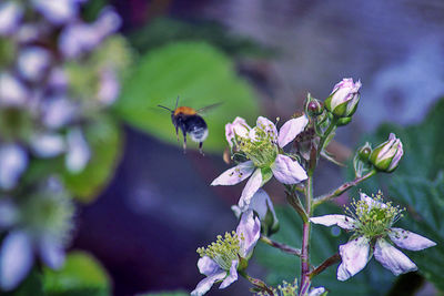 Close-up of bee pollinating on flower