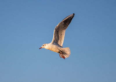 Low angle view of seagull flying in sky