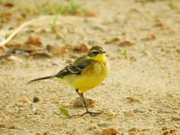 Close-up of bird perching on a land