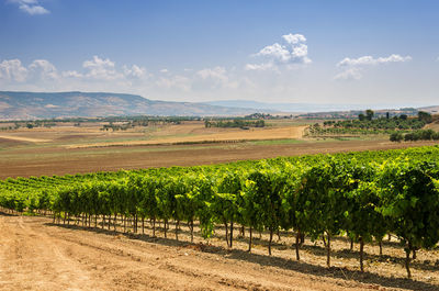 Scenic view of vineyard against sky