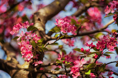 Close-up of pink flowers