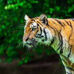 Close-up of a cat looking away