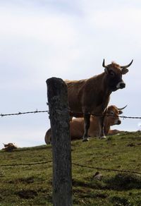 Brown cows on grassy field