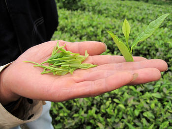 Close-up of man hand holding leaf