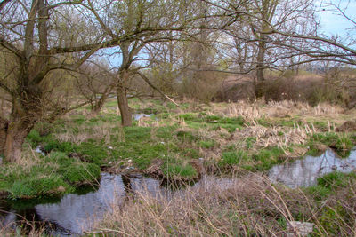 Stream flowing in forest