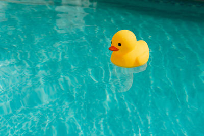 Yellow rubber ducky in swimming pool on a sunny day