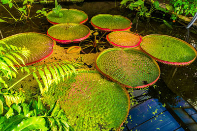 High angle view of lotus leaves floating on water