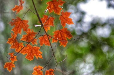 Close-up of maple leaves on tree