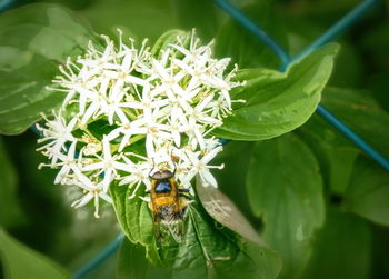 Close-up of insect on flower