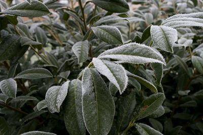 Close-up of plant leaves